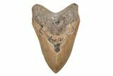 Serrated, Fossil Megalodon Tooth - North Carolina #201914-1